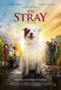 Постер The Stray