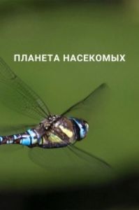 Планета насекомых 
