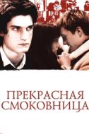 Постер Прекрасная смоковница (2008)