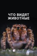 Постер Что видят животные (2018)