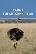 Постер Тайна гигантских птиц (2024)