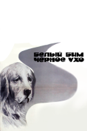 Постер Белый Бим Черное ухо (1976)