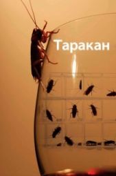 Постер Таракан (2010)