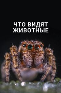 Постер Что видят животные (What Animals See)