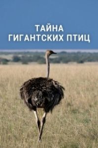 Постер Тайна гигантских птиц (The Mystery of the Giant Birds)