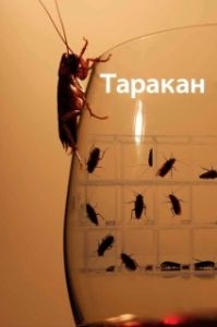 Постер Таракан (Cockroach)