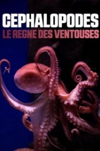Постер Цефалоподы - покорители морей (Céphalopodes: le règne des ventouses)
