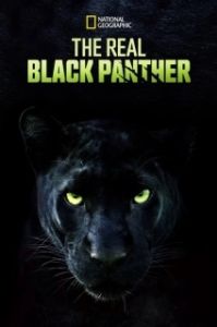 Постер Настоящая чёрная пантера (The Real Black Panther)