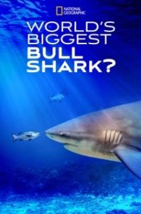 Постер Самая огромная акула-бык (World's Biggest Bull Shark?)