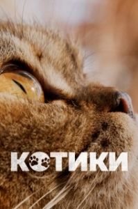 Постер Котики (Cat Daddies)